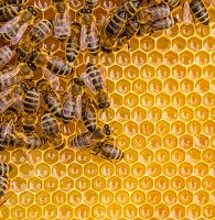 Insect Bites and Stings: Avoiding and Treating Work-Related Insect Bites and Stings