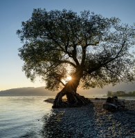 Wellness Monthly: Root Cause Analysis for the Human Condition